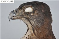鳳頭蒼鷹藏品圖，第7張
